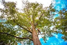 Tree and Shrub Care in Sandersville, GA