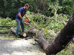 Best Stump Grinding and Removal  in Sandersville, GA