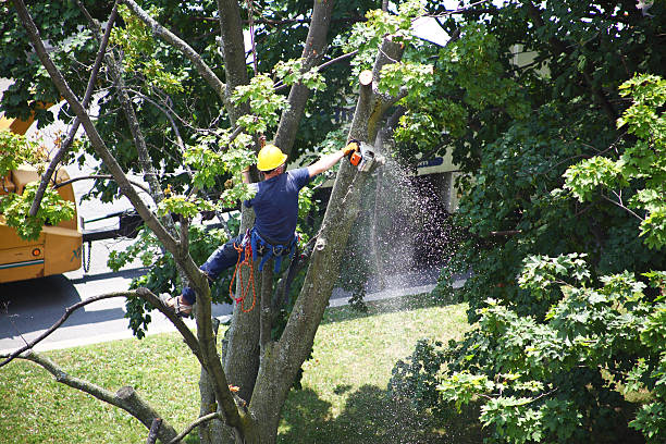 Best Palm Tree Trimming  in Sandersville, GA