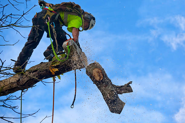 Best Lawn Watering Services  in Sandersville, GA