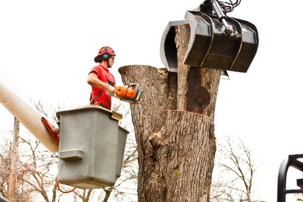Best Root Management and Removal  in Sandersville, GA